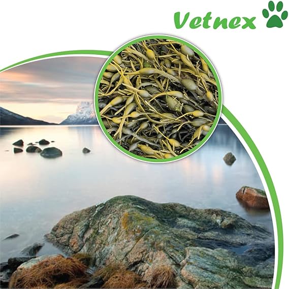 Vetnex Plaque Control Powder for Dogs & Cats 100g